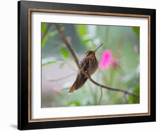 A Saw-Billed Hermit Perches on a Tree Branch in the Atlantic Rainforest-Alex Saberi-Framed Photographic Print