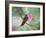 A Saw-Billed Hermit Perches on a Tree Branch in the Atlantic Rainforest-Alex Saberi-Framed Photographic Print