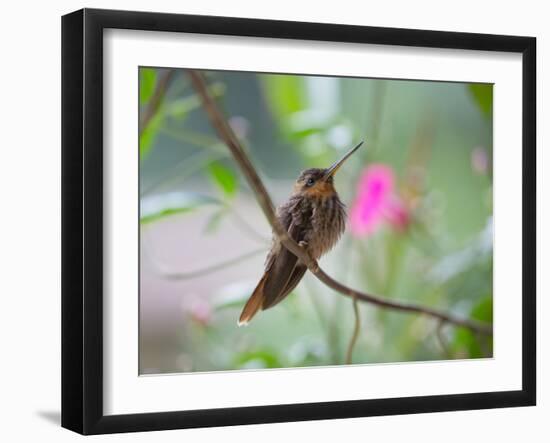 A Saw-Billed Hermit Perches on a Tree Branch in the Atlantic Rainforest-Alex Saberi-Framed Photographic Print