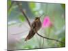 A Saw-Billed Hermit Perches on a Tree Branch in the Atlantic Rainforest-Alex Saberi-Mounted Photographic Print