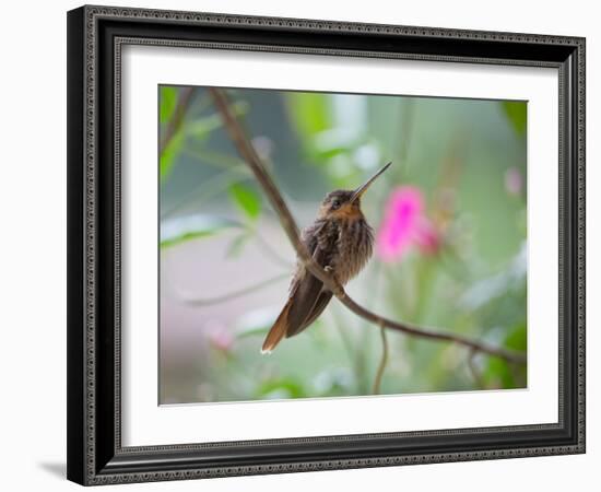 A Saw-Billed Hermit Perches on a Tree Branch in the Atlantic Rainforest-Alex Saberi-Framed Photographic Print