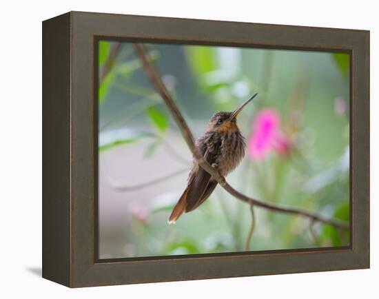 A Saw-Billed Hermit Perches on a Tree Branch in the Atlantic Rainforest-Alex Saberi-Framed Premier Image Canvas