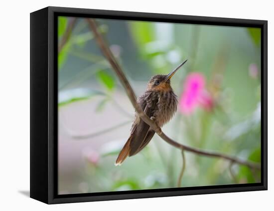 A Saw-Billed Hermit Perches on a Tree Branch in the Atlantic Rainforest-Alex Saberi-Framed Premier Image Canvas