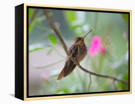 A Saw-Billed Hermit Perches on a Tree Branch in the Atlantic Rainforest-Alex Saberi-Framed Premier Image Canvas