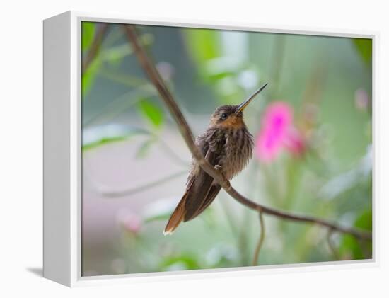 A Saw-Billed Hermit Perches on a Tree Branch in the Atlantic Rainforest-Alex Saberi-Framed Premier Image Canvas