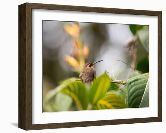 A Saw-Billed Hermit Perches on a Tree Branch in the Atlantic Rainforest-Alex Saberi-Framed Photographic Print