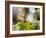 A Saw-Billed Hermit Perches on a Tree Branch in the Atlantic Rainforest-Alex Saberi-Framed Photographic Print