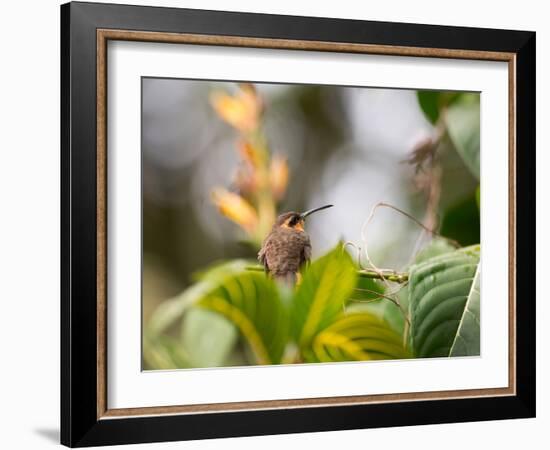 A Saw-Billed Hermit Perches on a Tree Branch in the Atlantic Rainforest-Alex Saberi-Framed Photographic Print