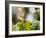 A Saw-Billed Hermit Perches on a Tree Branch in the Atlantic Rainforest-Alex Saberi-Framed Photographic Print