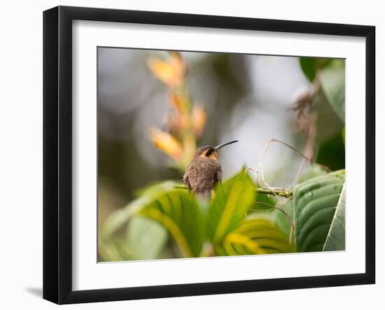 A Saw-Billed Hermit Perches on a Tree Branch in the Atlantic Rainforest-Alex Saberi-Framed Photographic Print