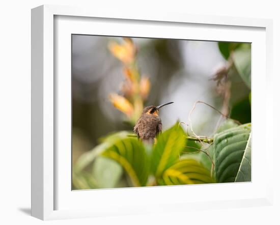 A Saw-Billed Hermit Perches on a Tree Branch in the Atlantic Rainforest-Alex Saberi-Framed Photographic Print