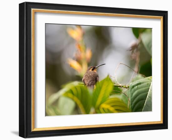 A Saw-Billed Hermit Perches on a Tree Branch in the Atlantic Rainforest-Alex Saberi-Framed Photographic Print