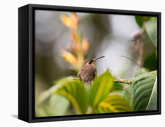 A Saw-Billed Hermit Perches on a Tree Branch in the Atlantic Rainforest-Alex Saberi-Framed Premier Image Canvas