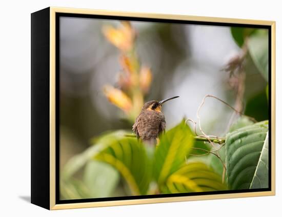 A Saw-Billed Hermit Perches on a Tree Branch in the Atlantic Rainforest-Alex Saberi-Framed Premier Image Canvas