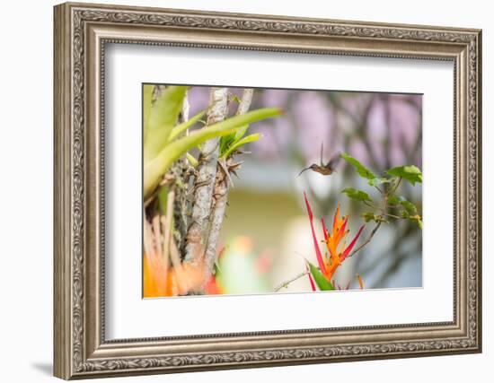 A Saw-Billed Hermit, Ramphodon Naevius, Flies in Flight in Ubatuba, Brazil-Alex Saberi-Framed Photographic Print