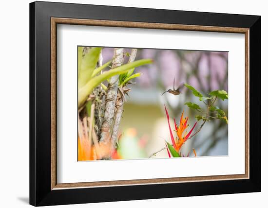 A Saw-Billed Hermit, Ramphodon Naevius, Flies in Flight in Ubatuba, Brazil-Alex Saberi-Framed Photographic Print