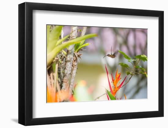 A Saw-Billed Hermit, Ramphodon Naevius, Flies in Flight in Ubatuba, Brazil-Alex Saberi-Framed Photographic Print