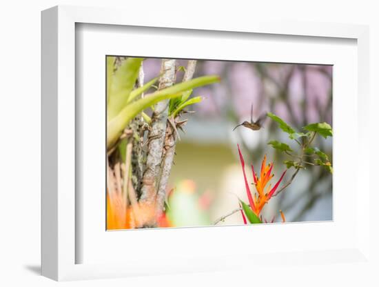 A Saw-Billed Hermit, Ramphodon Naevius, Flies in Flight in Ubatuba, Brazil-Alex Saberi-Framed Photographic Print