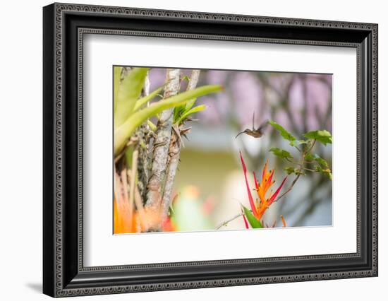 A Saw-Billed Hermit, Ramphodon Naevius, Flies in Flight in Ubatuba, Brazil-Alex Saberi-Framed Photographic Print