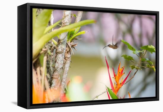 A Saw-Billed Hermit, Ramphodon Naevius, Flies in Flight in Ubatuba, Brazil-Alex Saberi-Framed Premier Image Canvas