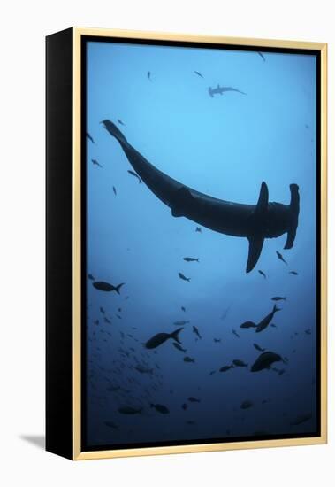 A Scalloped Hammerhead Shark Swims Near Cocos Island, Costa Rica-Stocktrek Images-Framed Premier Image Canvas