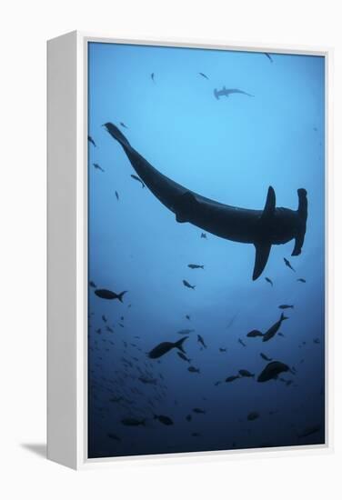 A Scalloped Hammerhead Shark Swims Near Cocos Island, Costa Rica-Stocktrek Images-Framed Premier Image Canvas