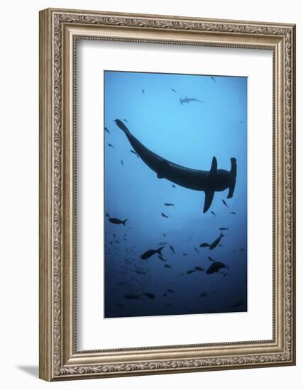 A Scalloped Hammerhead Shark Swims Near Cocos Island, Costa Rica-Stocktrek Images-Framed Photographic Print