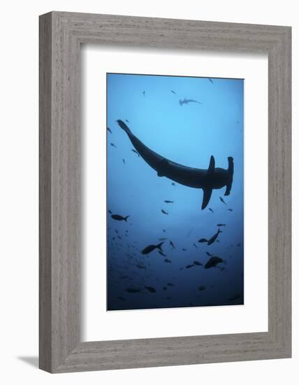 A Scalloped Hammerhead Shark Swims Near Cocos Island, Costa Rica-Stocktrek Images-Framed Photographic Print