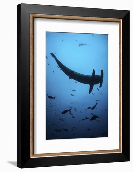 A Scalloped Hammerhead Shark Swims Near Cocos Island, Costa Rica-Stocktrek Images-Framed Photographic Print