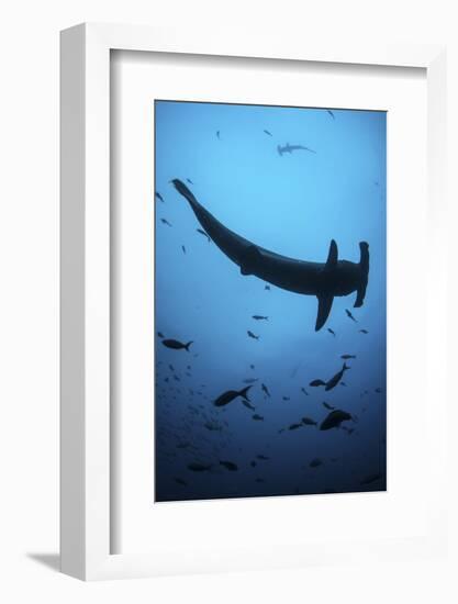 A Scalloped Hammerhead Shark Swims Near Cocos Island, Costa Rica-Stocktrek Images-Framed Photographic Print