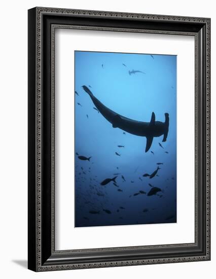 A Scalloped Hammerhead Shark Swims Near Cocos Island, Costa Rica-Stocktrek Images-Framed Photographic Print