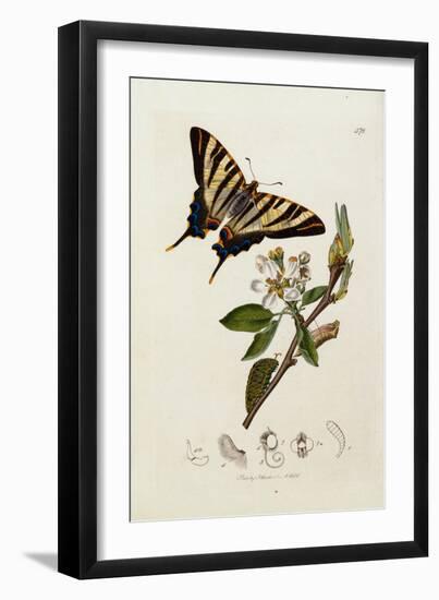 A Scarce Swallow-Tail Butterfly (Iphiclides podalirius) on Pear Blossom (Pyrus communis)-John Curtis-Framed Giclee Print