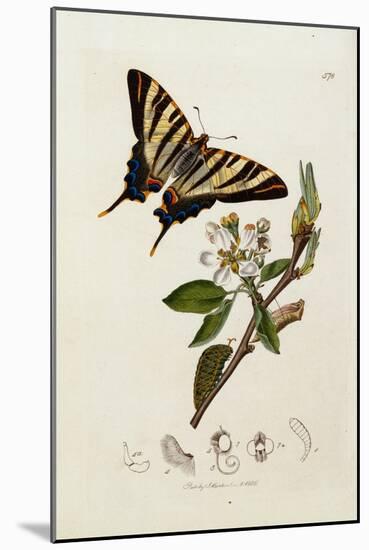 A Scarce Swallow-Tail Butterfly (Iphiclides podalirius) on Pear Blossom (Pyrus communis)-John Curtis-Mounted Giclee Print