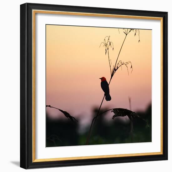 A Scarlet-Headed Blackbird, Amblyramphus Holosericeus, at Sunset-Alex Saberi-Framed Photographic Print