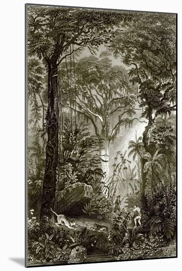 A Scene in the Brazilian Forest-English-Mounted Giclee Print