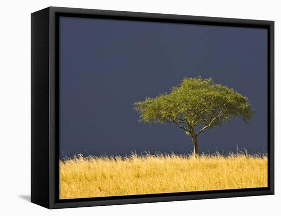 A Scenic View of The Mara, Maasai Mara, Kenya-Joe Restuccia III-Framed Premier Image Canvas