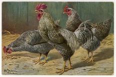 Black-Speckled Cock and Hens, Probably Silver-Laced Wyandottes-A. Schonian-Art Print