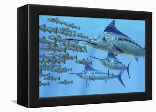 A School of Amemasu Fish Try to Evade Three Large Marlin Predators-Stocktrek Images-Framed Stretched Canvas