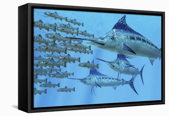 A School of Amemasu Fish Try to Evade Three Large Marlin Predators-Stocktrek Images-Framed Stretched Canvas