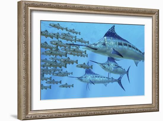 A School of Amemasu Fish Try to Evade Three Large Marlin Predators-Stocktrek Images-Framed Premium Giclee Print