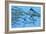 A School of Amemasu Fish Try to Evade Three Large Marlin Predators-Stocktrek Images-Framed Premium Giclee Print