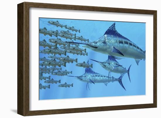 A School of Amemasu Fish Try to Evade Three Large Marlin Predators-Stocktrek Images-Framed Art Print