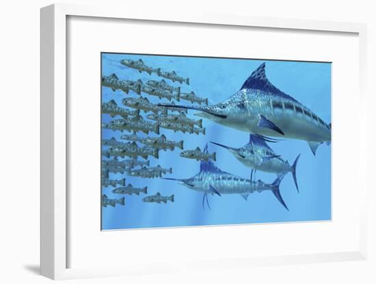 A School of Amemasu Fish Try to Evade Three Large Marlin Predators-Stocktrek Images-Framed Art Print