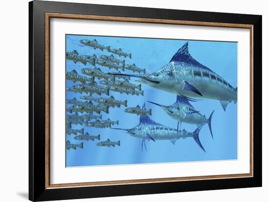 A School of Amemasu Fish Try to Evade Three Large Marlin Predators-Stocktrek Images-Framed Art Print