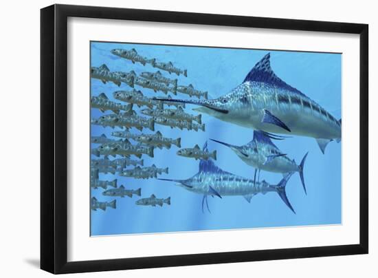 A School of Amemasu Fish Try to Evade Three Large Marlin Predators-Stocktrek Images-Framed Art Print