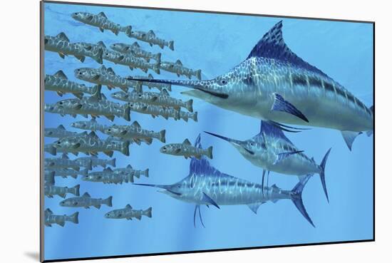 A School of Amemasu Fish Try to Evade Three Large Marlin Predators-Stocktrek Images-Mounted Art Print