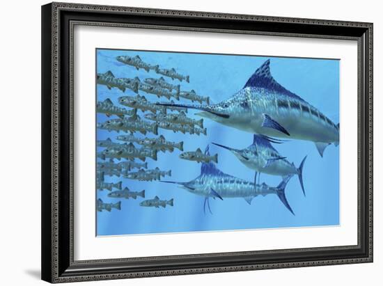 A School of Amemasu Fish Try to Evade Three Large Marlin Predators-Stocktrek Images-Framed Art Print