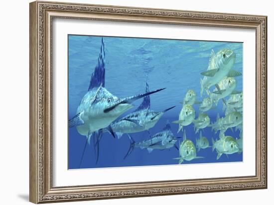 A School of Ayu Fish Try to Escape from Three Carnivorous Blue Marlins-Stocktrek Images-Framed Art Print