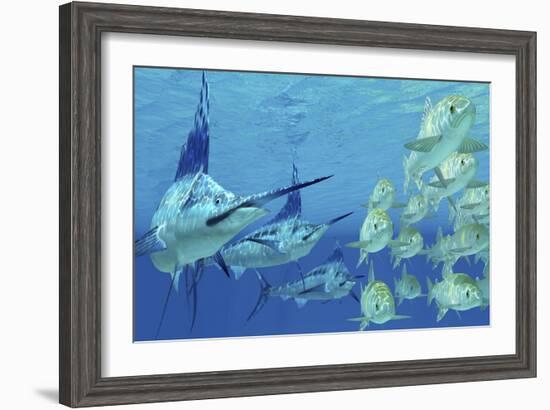 A School of Ayu Fish Try to Escape from Three Carnivorous Blue Marlins-Stocktrek Images-Framed Art Print