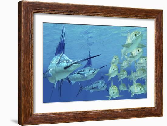 A School of Ayu Fish Try to Escape from Three Carnivorous Blue Marlins-Stocktrek Images-Framed Art Print